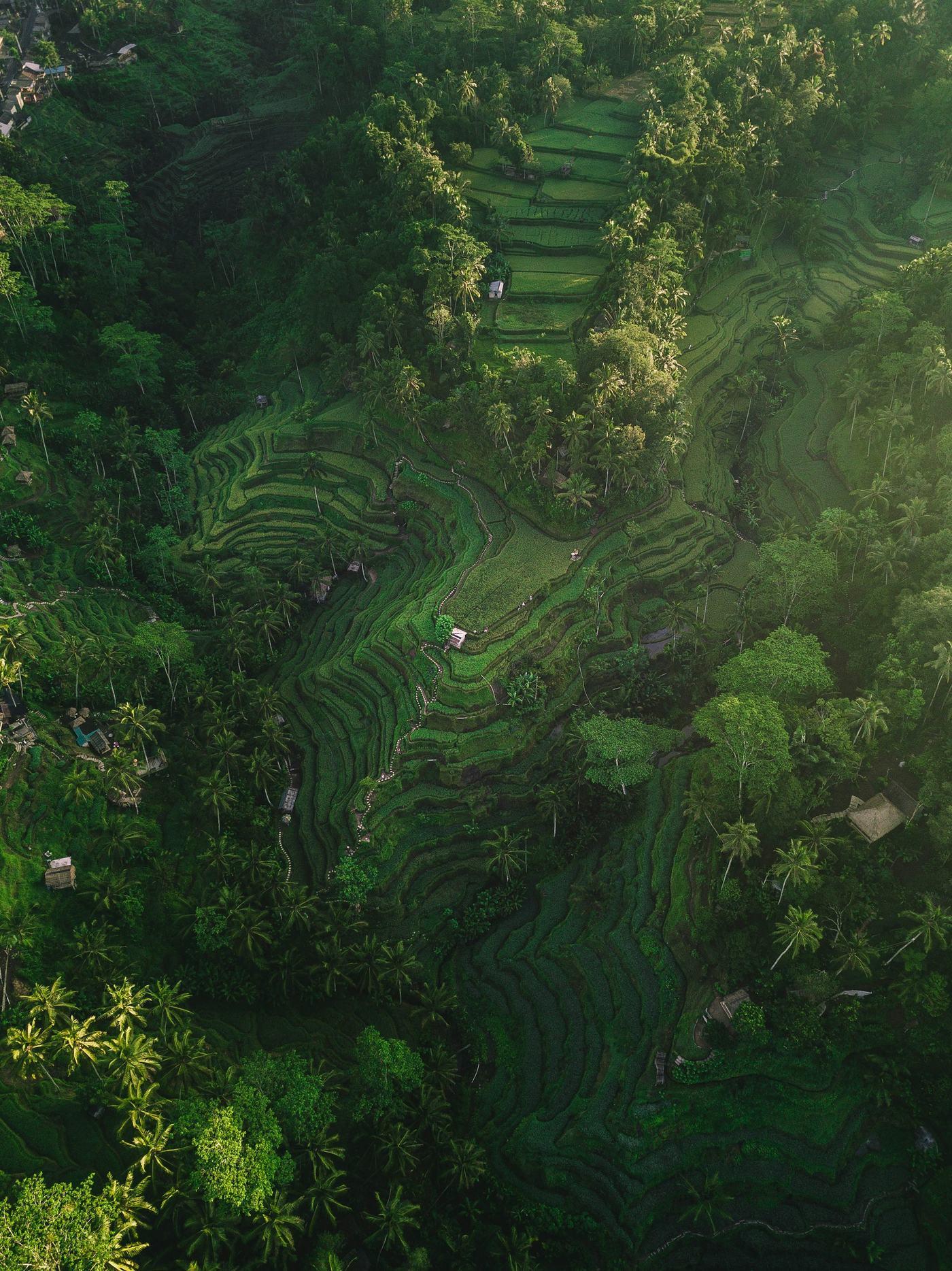 Terraced rice fields on a green hillside, seen from above