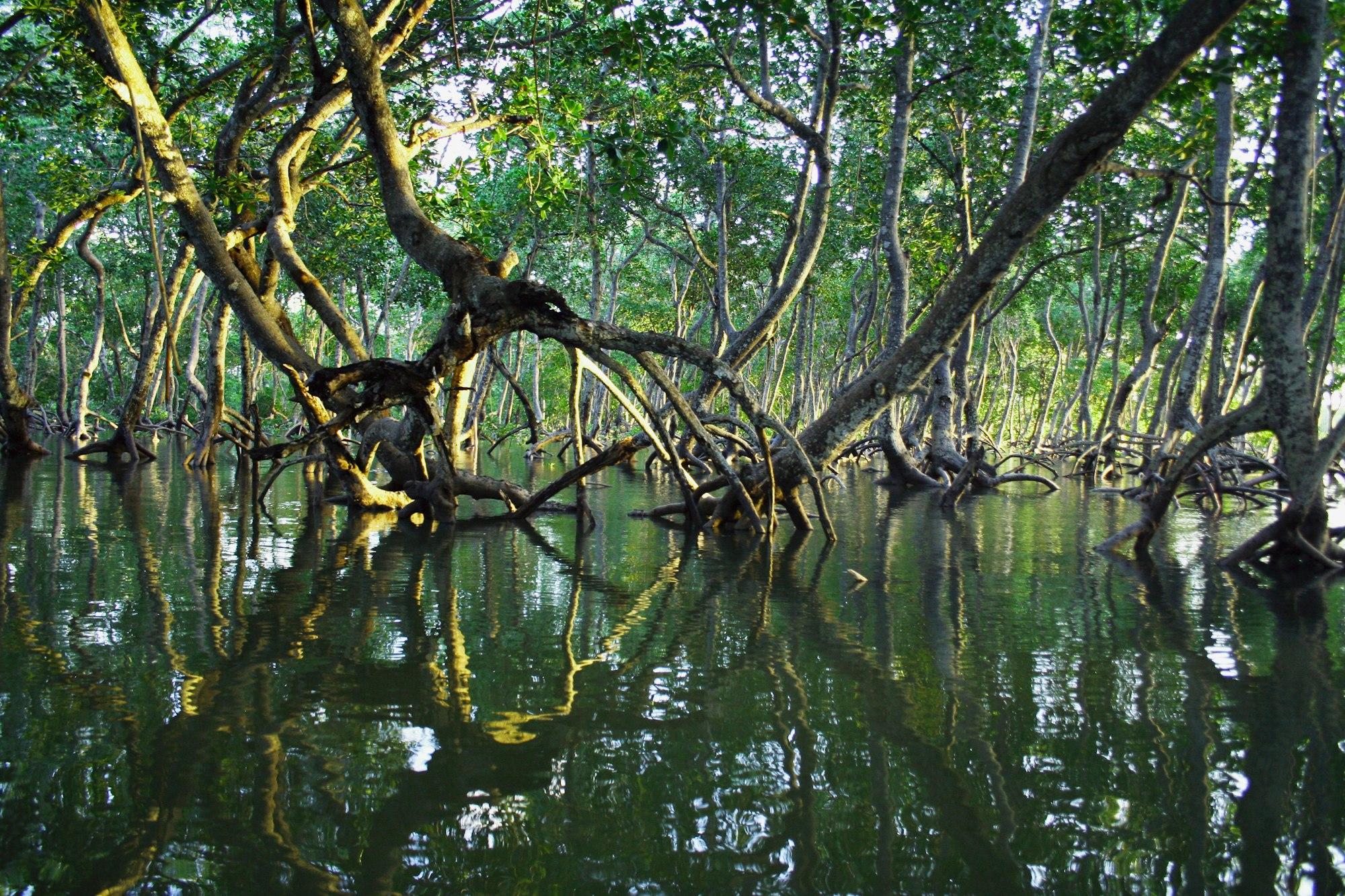 Mangrove trees standing on arched roots in still water