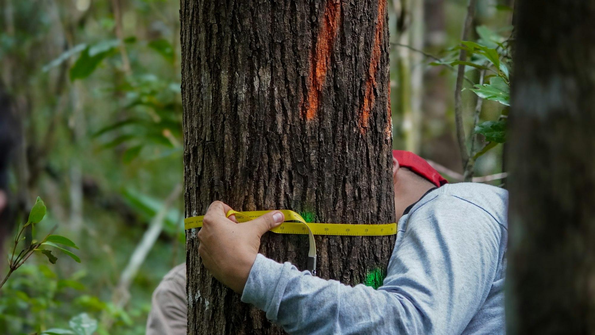 A field worker measuring the girth of a tree trunk with a tape in a forest plot