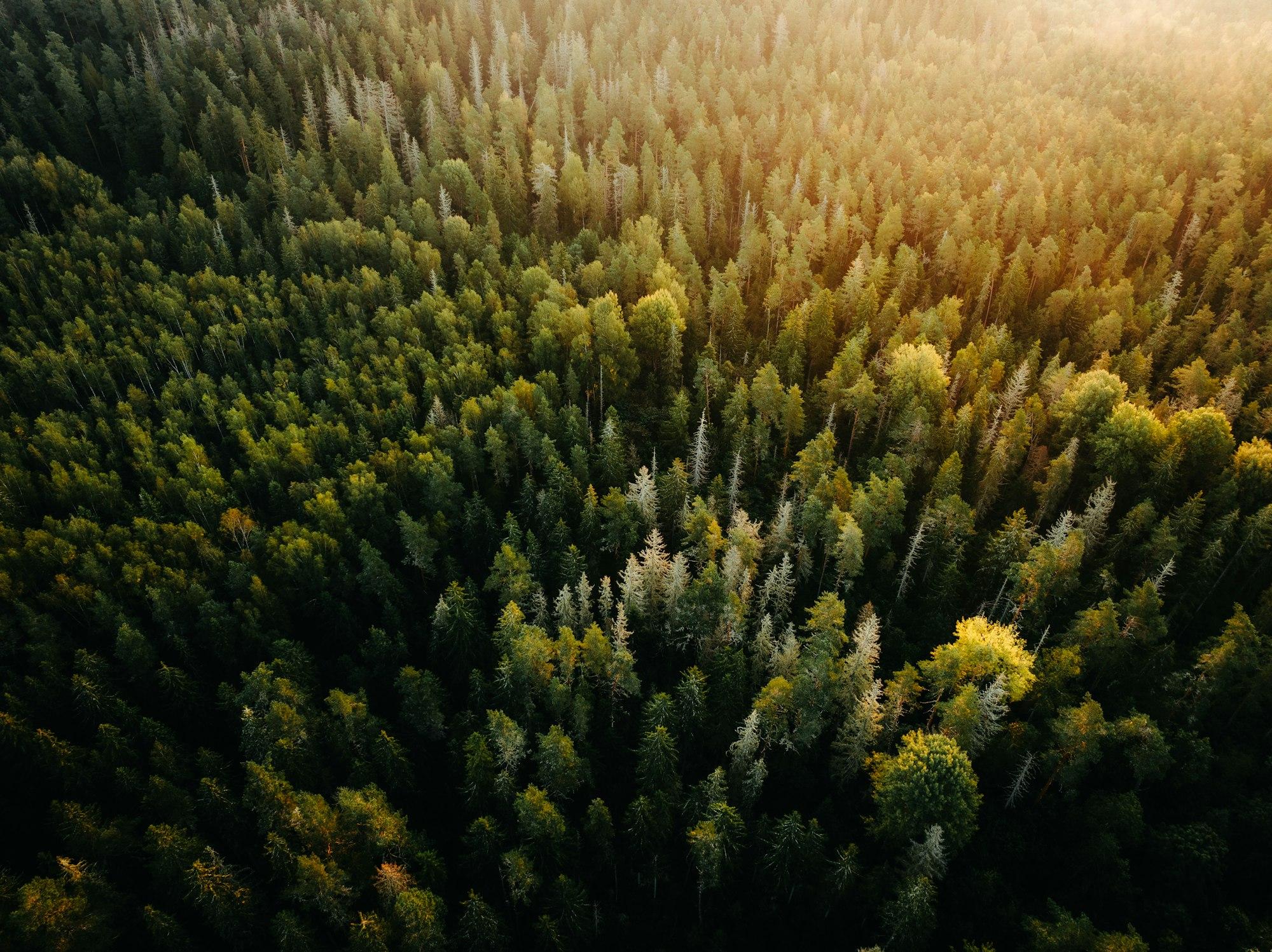 Conifer forest seen from above, lit by a low sun