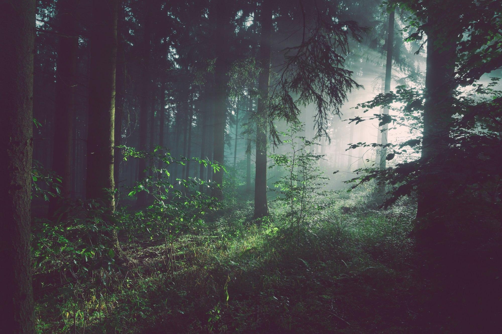 Sunlight falling in rays through a forest