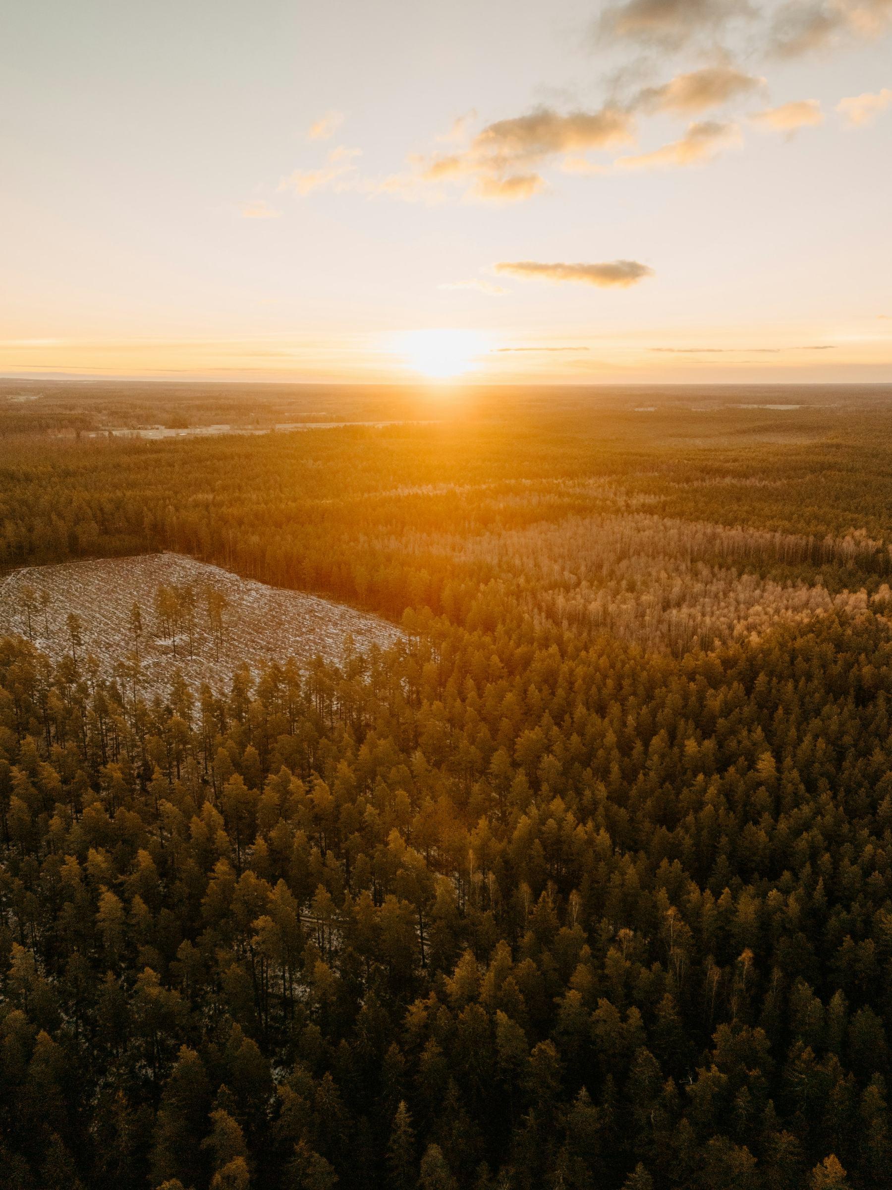 Aerial view of a forest canopy in warm morning light