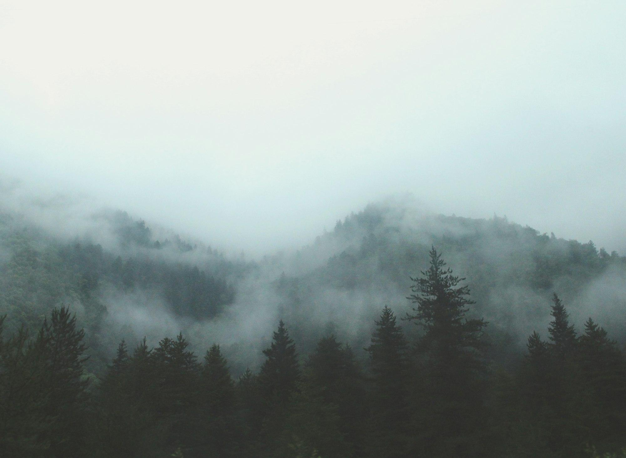Rows of tall pines fading into morning mist
