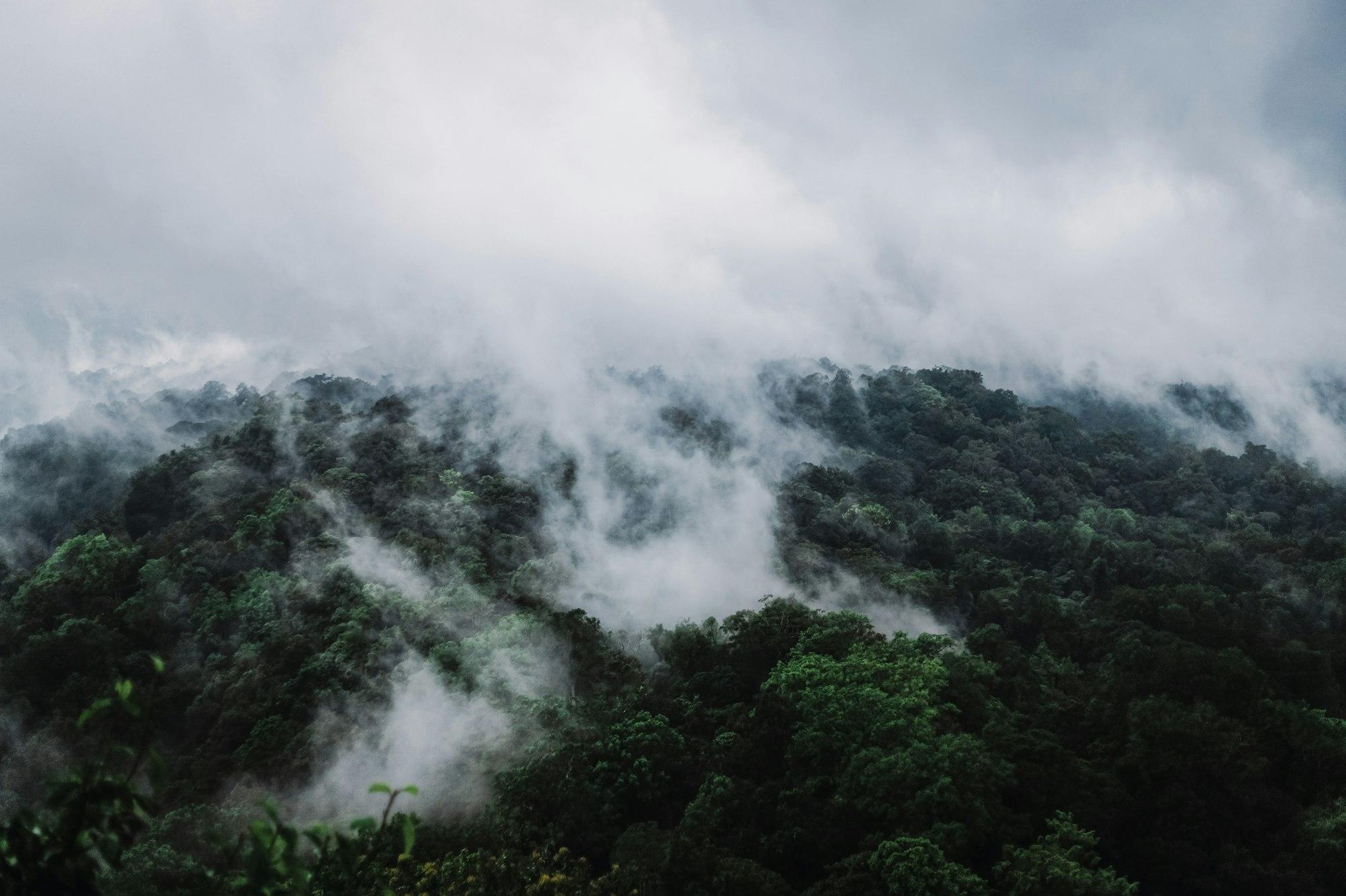 Low cloud drifting over dense forest on a hillside