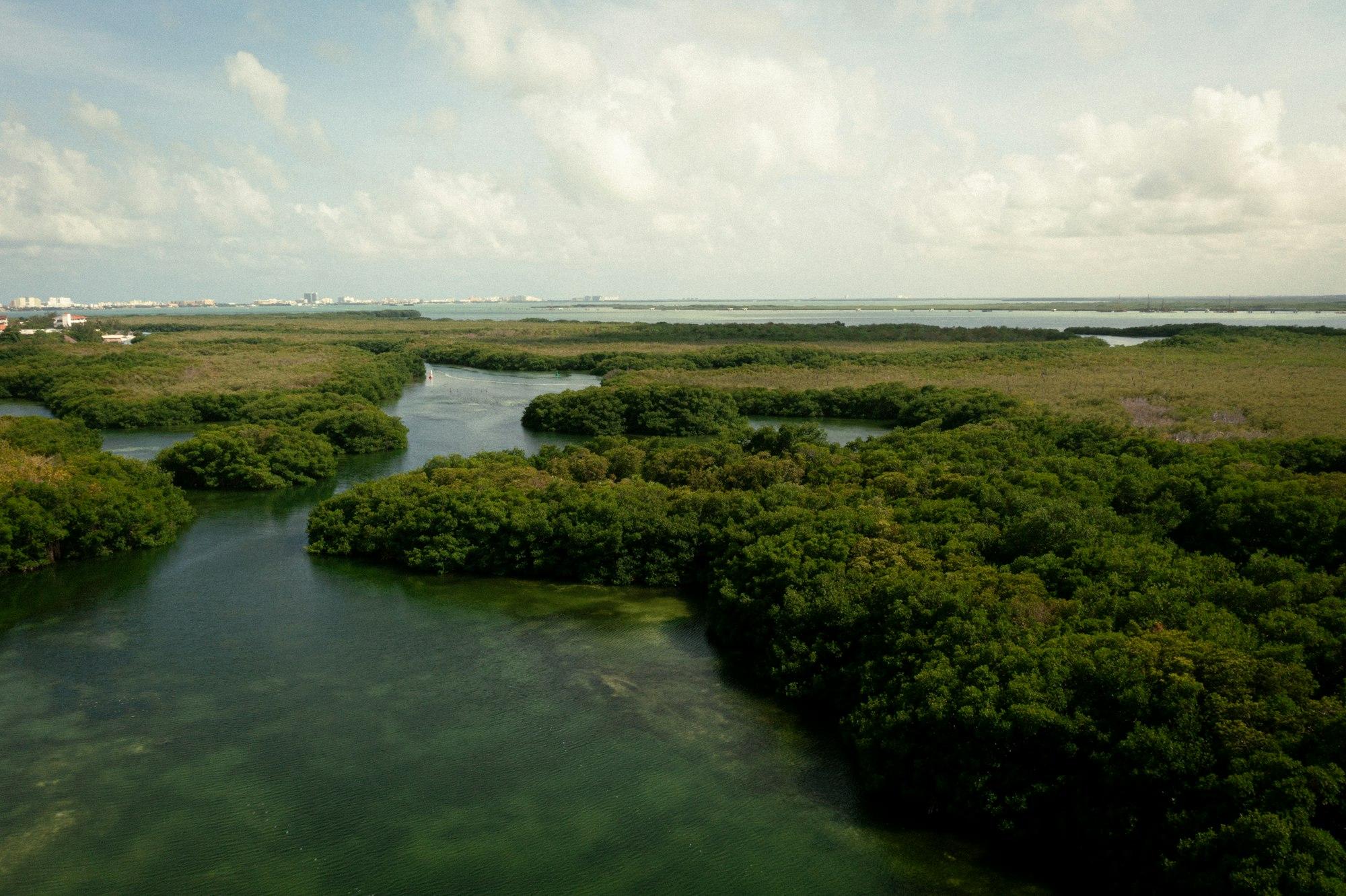 Mangrove islands and tidal channels along a coast, seen from the air